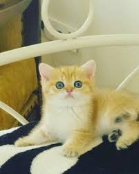 Ding Dong Ding Dong British Shorthair Erkek Prens Sultan Cihan Kedizade Uluslararasi Secere Belgeli Sertifikali Hakkinda Bi British Shorthair Cats Animals