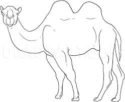 Notice how the lines diverge from one another before connecting to the larger circle of the body. How To Draw A Camel Step By Step Drawing Guide By Dawn Dragoart Com