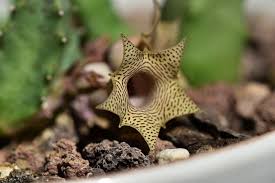 Image result for Huernia leachii