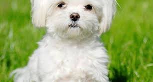 Colore fulvo, pelo corto vedi. Maltese Pelo Corto Cani Taglia Piccola Razza Maltese Col Pelo Corto