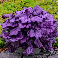 Primo Wild Rose Coral Bells Heuchera Hybrid Proven Winners Excellent edgers, they also feature dainty flowers held aloft on airy stems. primo wild rose coral bells heuchera hybrid