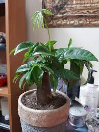 Add a few inches to the bottom of your new pot. Labeled Madagascar Monolith But What Actually Is This Plant It Had To Be Repotted Immediately Because It Was Sitting In Mostly Moss And A Little Wet Soil With No Drainage I D Like