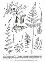 Image result for Parkeriaceae