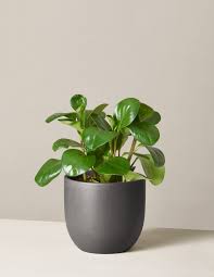 Cat friendly flowers delivery uk. 12 Plants Safe For Cats Best Cat Friendly Houseplants