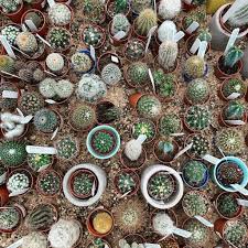 One point to note is cacti and succulents are from different plant families. Succulents Vs Cacti What S The Difference Succulent City