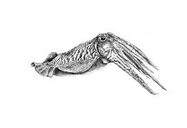 Cuttlefish Illustration Sketch Drawing Art Illustration Daily Art