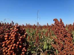I M Selling This Photo On Twenty20 You Can Buy It Here Grass Species Sorghum Photo