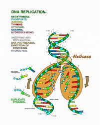 Pin On How Dna Works