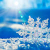 Winterbilder tiere als hintergrundbild / hd winter. Https Encrypted Tbn0 Gstatic Com Images Q Tbn And9gct0py3ht8sshctbobhavo7bvfymmcwkc6noj8gsqy5toepcw2yq Usqp Cau