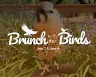 Brunch with the Birds