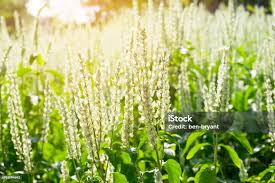 Image result for Justicia betonica