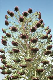 Image result for Achyropsis