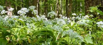 How to say aglio orsino in italian? E Iniziata La Stagione Dell Aglio Orsino