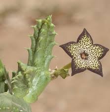 Image result for Tridentea