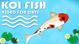 Entertainment Video For Cats Cat Game On Screen Catching Koi Fish More Videos For Cats Www Tvbini Com Kitty Games Cat Gif Cute Kitten Gif