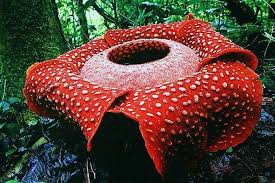 Regardperle Rafflesia Large Flowers Flowers Colorful Plants