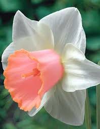 Pin On Narciso