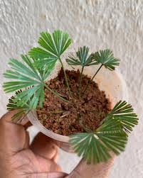 Image result for Actiniopteris