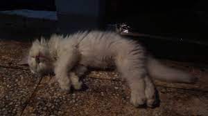 Cat Breathing Fast While Sleeping Pls Read The Description Youtube
