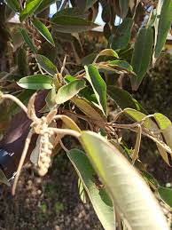 Image result for Croton megalocarpus