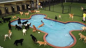 That's why we pamper all our fur babies in a careful and loving manner. 9 Airports With Animal Boarding Facilities