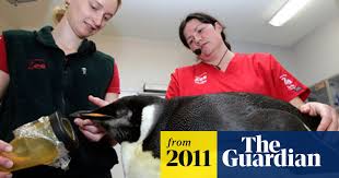 Answers to all these questions and many a penguin's body has a streamlined shape and developed muscles of the chest keel, which sometimes amounts to a quarter of the total weight of this. Lost Emperor Happy Feet Must Swim Home From New Zealand New Zealand The Guardian