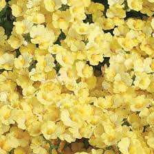Image result for Nemesia zimbabwensis