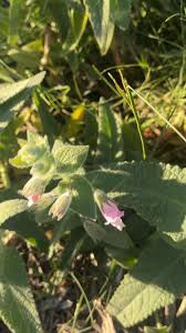 Image result for Dicliptera laxata