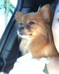 They could be very different appearances and it was officially named in the 1850s after the mexican state of chihuahua and was first brought to the united states sometime during the 1800s. The Ultimate Guide To Owning A Pomchi A K A Pomeranian Chihuahua Mix Animalso