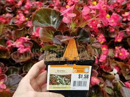We have the latest flyers from lowe's, making sure you get the best prices. 2 Day Sale Coming To Lowe S 88 Flowers Commander Totes More