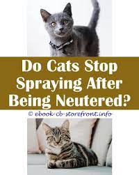 19 First Class How To Stop Cat Spraying On Door Cat Spray Cats Male Cat Spraying