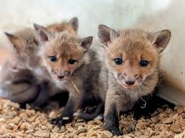 Squirrels love their lichen! Lichen consists of two different organisms