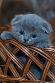 Check spelling or type a new query. Buy Look At The Cutest Blue Scottish Fold Kitten In A Basket Journal 150 Page Lined Notebook Diary Book Online At Low Prices In India Look At The Cutest Blue Scottish Fold