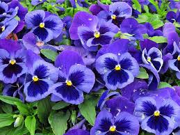 Lista di 35 tipi di fiori di primavera con relativi nomi e immagini; Panse Fiori Invernali Casafacile