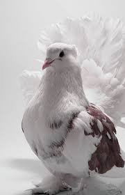 Pin By Llama J On Pigeon Portraits Fantail Pigeon Cute Pigeon Pigeon Breeds