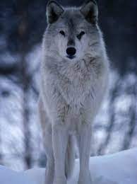 Pin By Stacey Melton On Awwwww Timber Wolf Alaskan Animal Grey Wolf Photography