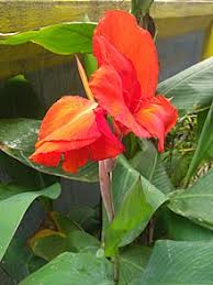 Growing canna lilies is easy in any garden. Canna Plant Wikipedia