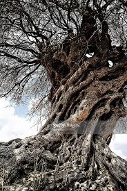Did I Scare You An Old Olive Tree Old Trees Olive Tree Nature Tree