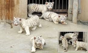 The male tiger cubs were born last month. Video Shows White Tiger Cubs Play In Taiyuan Zoo S Nursery Daily Mail Online
