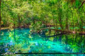 For millennia, humans have been captivated by the stunning beauty and crystal clear waters of one of america's largest springs. Silver Springs State Park Palm Tree On River Hdr Photography By Captain Kimo