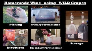 We did not find results for: Homemade Wine From Wild Grapes Youtube