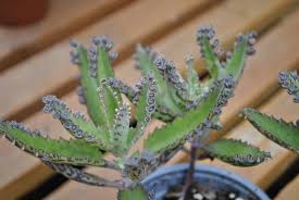 Image result for Bryophyllum