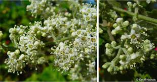 Image result for Buddleja pulchella