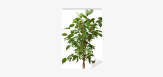 Pipal Tree 400x400 Png Download Pngkit