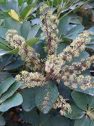 Image result for Astropanax abyssinicus