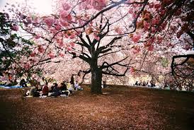 Maybe you would like to learn more about one of these? 13 Tempat Terbaik Untuk Melihat Bunga Sakura Di Jepang Wisata Jepang