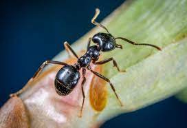 I pay $30 every 3 months and that includes bugs as well as mice and includes treating the inside, outside, and attic of the house. How To Get Rid Of Carpenter Ants Without An Exterminator Pest Samurai