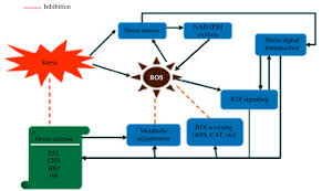 Cell, tissue or organ by growing them on artificial. An Alternate Method Of Natural Drug Production Elciting Secondary Metabolite Production Using Plant Cell Culture Scialert Responsive Version