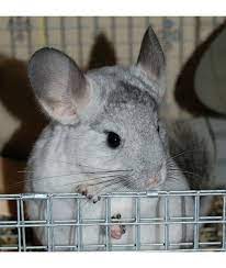 Also included is a 75 page care binder, treats, chew sticks, blue cloud dust, a dust bath house, and either a hanging chew toy or a fleece hammock. 12 Alternative Pets Pets Cute Animals Chinchilla
