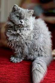 These Poodle Cats Are So Curly You Ll Squeal With Delight When You See Them Poodle Cats Rex Cat Poodle Cat